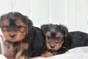 Yorkshire terrier kiskutyák - kép 3