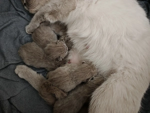 Brit babák foglalhatók  - kép 3