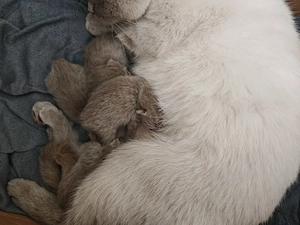 Brit babák foglalhatók  - kép 2