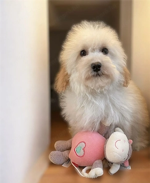 Maltipoo kölyökkutya eladó