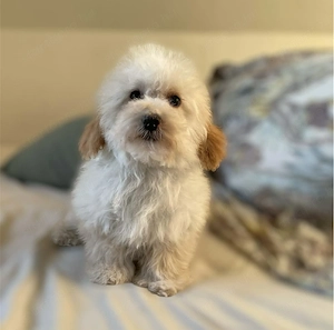 Maltipoo kölyökkutya eladó - kép 2