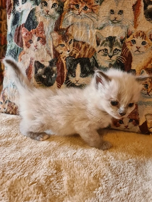 Törzskönyvezett szülőktől Ragdoll babyk foglalhatók! - kép 3