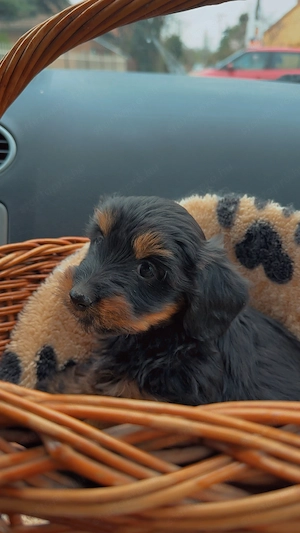 Yorki kislány kiskutya - kép 4