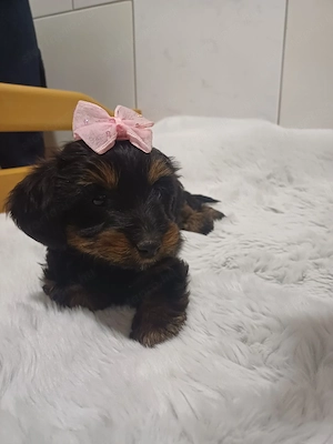 Yorki kislány kiskutya - kép 2