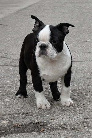 Eladó Boston terrier kiskutyák! - kép 2