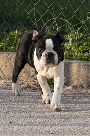 Eladó Boston terrier kiskutyák!