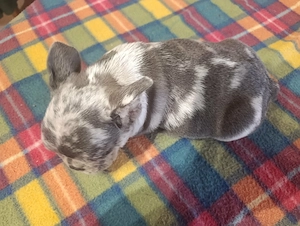 Gyönyörű francia bulldog lila merle tan színű kan kis kutya - kép 4