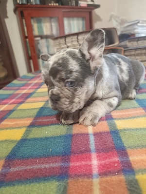 Gyönyörű francia bulldog lila merle tan színű kan kis kutya - kép 2