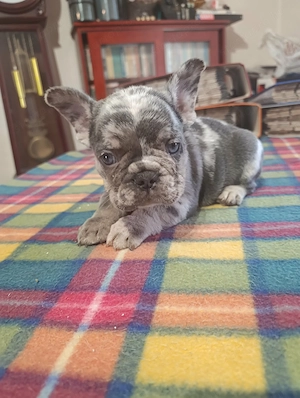 Gyönyörű francia bulldog lila merle tan színű kan kis kutya