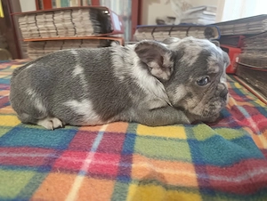 Gyönyörű francia bulldog lila merle tan színű kan kis kutya - kép 3