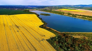 Eladó Helesfán  Pécstől  25 km re( 20 perc autóval)   a Pécsi szőlő bor termelő vidéken .1.5 hektár  - kép 3