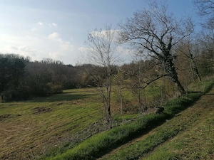 Eladó Helesfán  Pécstől  25 km re( 20 perc autóval)   a Pécsi szőlő bor termelő vidéken .1.5 hektár  - kép 6