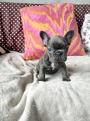 Francia bulldog kiskutyák  - kép 2