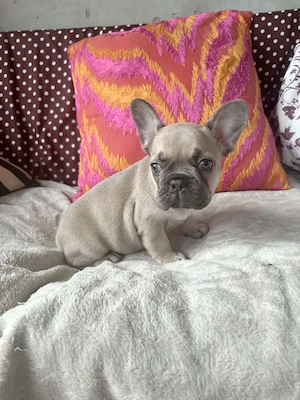 Francia bulldog kiskutyák  - kép 3