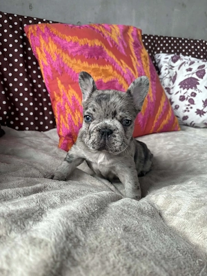 Francia bulldog kiskutyák 