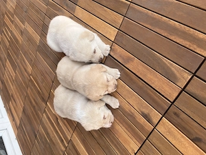 Eladó labrador retriever - kép 3