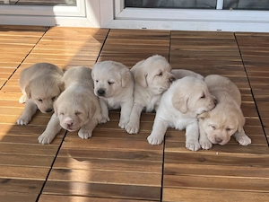 Eladó labrador retriever - kép 2