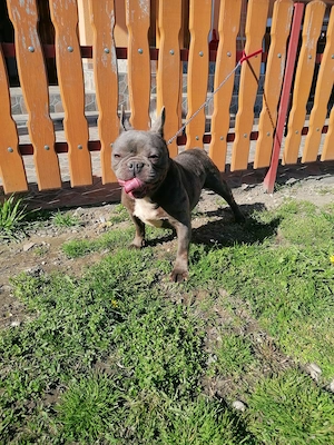 Francia bulldog  - kép 4