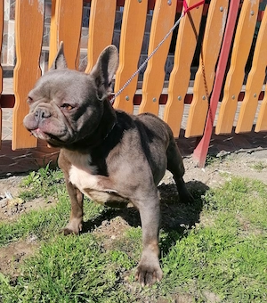 Francia bulldog  - kép 2