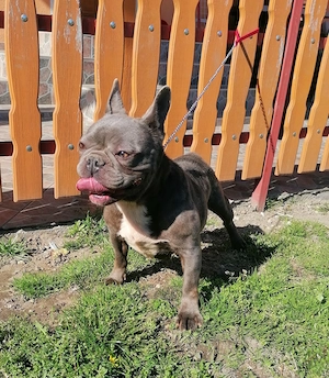 Francia bulldog  - kép 3