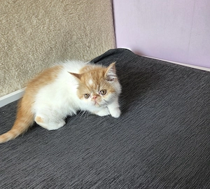 Exotikus kandúrcica eladó - kép 3