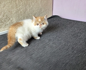 Exotikus kandúrcica eladó - kép 4