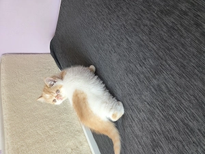 Exotikus kandúrcica eladó - kép 5