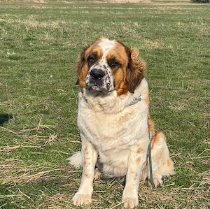 Moszkvai Őr kiskuty k elad k - kép 3