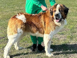 Moszkvai Őr kiskutyák - kép 6