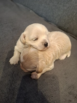 Maltipoo fajtatiszta jellegű  kiskutyák foglalhatóak  - kép 4