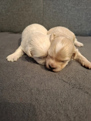 Maltipoo fajtatiszta jellegű  kiskutyák foglalhatóak  - kép 3