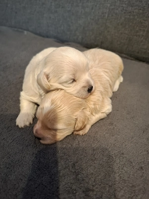 Maltipoo fajtatiszta jellegű  kiskutyák foglalhatóak  - kép 6
