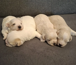 Maltipoo fajtatiszta jellegű  kiskutyák foglalhatóak  - kép 2