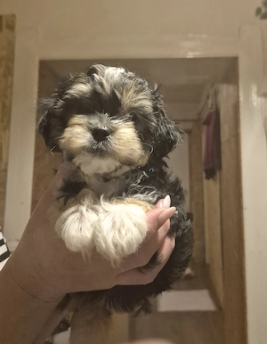 Yorkie-Bolognese kiskutya 