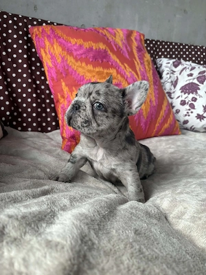 Francia bulldog kiskutya  - kép 2