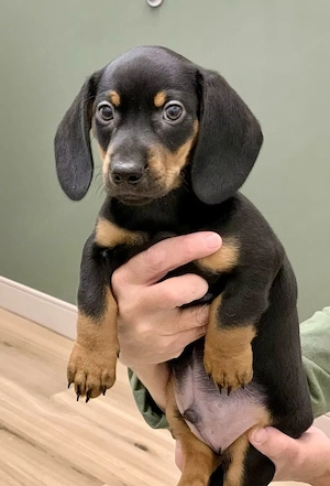 Törpe tacskok eladó - kép 3