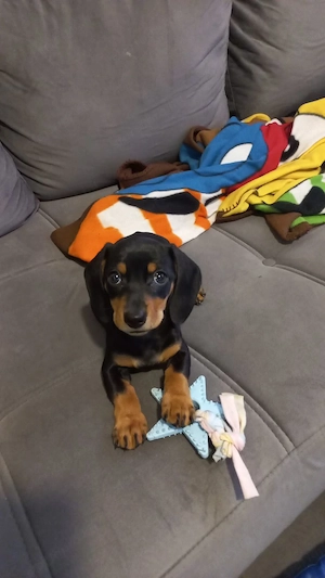 Törpe tacskok eladó - kép 2