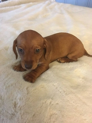 Törpe tacskok eladó - kép 4