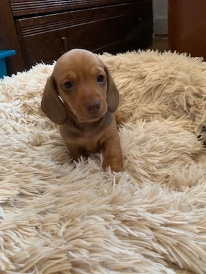 Törpe tacskok eladó - kép 5