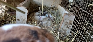 Törpenyulak akciós, alkuképes áron SÜRGŐS! - kép 2