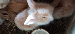 Törpenyulak akciós, alkuképes áron SÜRGŐS!