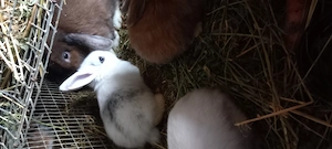 Törpenyulak akciós, alkuképes áron SÜRGŐS! - kép 5