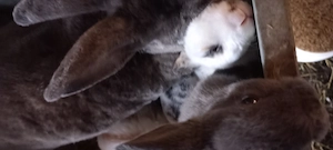 Törpenyulak akciós, alkuképes áron SÜRGŐS! - kép 4