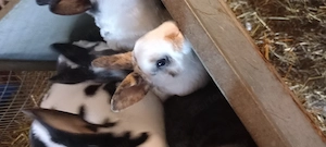 Törpenyulak akciós, alkuképes áron SÜRGŐS! - kép 3