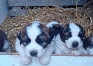 Moszkvai Őr kiskutyák - kép 5