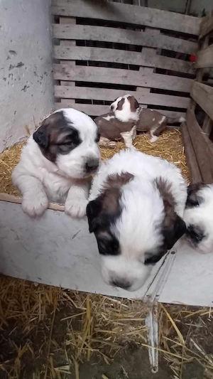 Moszkvai Őr kiskutyák - kép 3