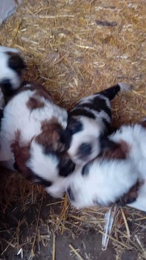 Moszkvai Őr kiskutyák - kép 2