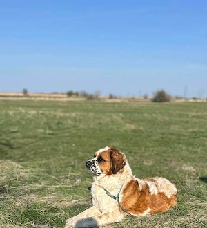 Moszkvai Őr kiskutyák - kép 7