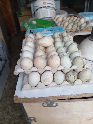 Kacsa tojás akciós áron - kép 2