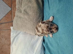 Fajtatiszta csivava babák foglalhatóak. - kép 4